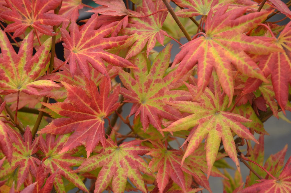 Acer shirasawanum 'Autumn Moon' Full Moon Japanese Maple