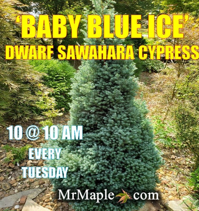 Chamaecyparis pisifera 'Baby Blue Ice' Dwarf Sawahara Cypress