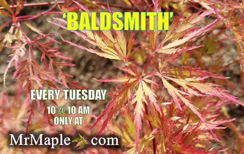 - Acer palmatum 'Baldsmith' Laceleaf Japanese Maple - Mr Maple │ Buy Japanese Maple Trees
