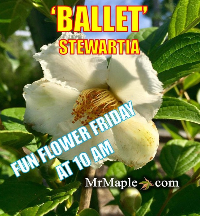 Stewartia pseudocamellia 'Ballet' Large Flowering Japanese Stewartia