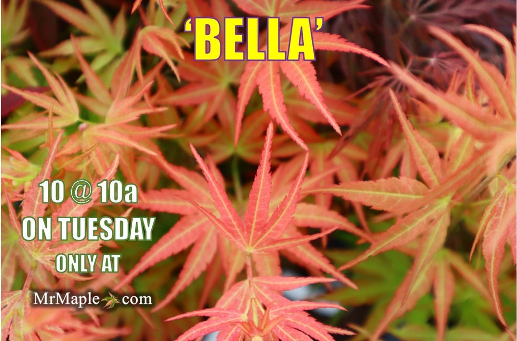 Acer palmatum 'Bella' Japanese Maple