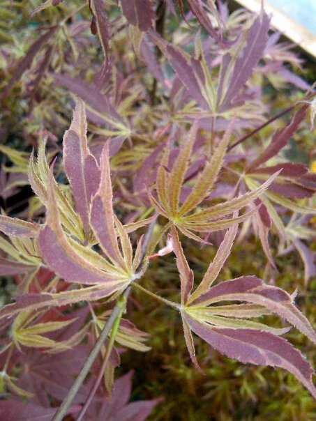 FOR PICKUP ONLY | Acer palmatum 'Beni shi en' Purple Smoke Japanese Maple | DOES NOT SHIP