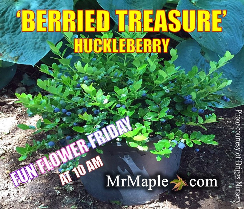 Gaylussacia Brachycera 'Berried Treasure' Huckleberry Bush