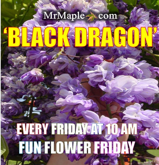 Wisteria floribunda 'Black Dragon' Deep Purple Flowering Japanese Wisteria