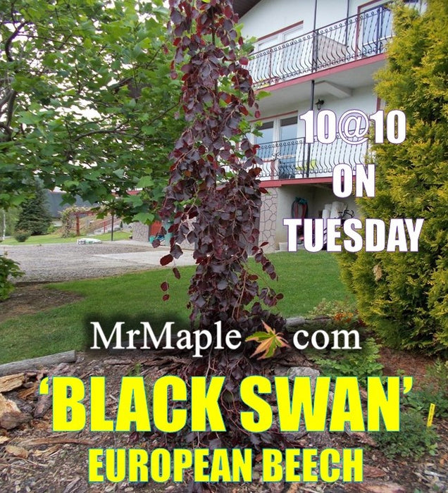 Fagus sylvatica 'Black Swan' Weeping Purple European Beech