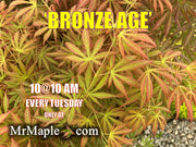 - Acer shirasawanum 'Bronze Age' Bronze Full Moon Japanese Maple - Mr Maple │ Buy Japanese Maple Trees