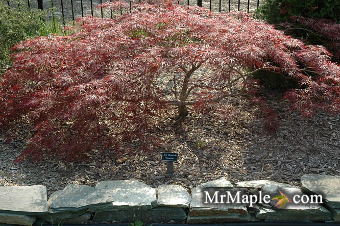 FOR PICKUP ONLY | Acer palmatum 'Ornatum' Japanese Maple | DOES NOT SHIP
