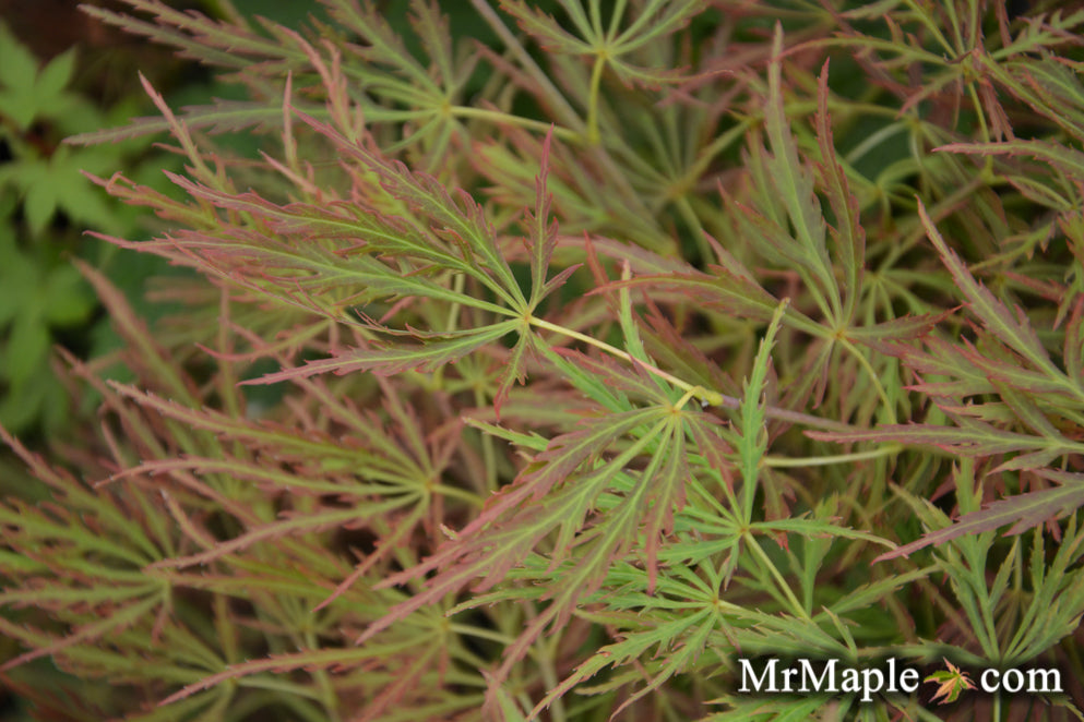 Acer palmatum 'Pink Lace' Weeping Japanese Maple