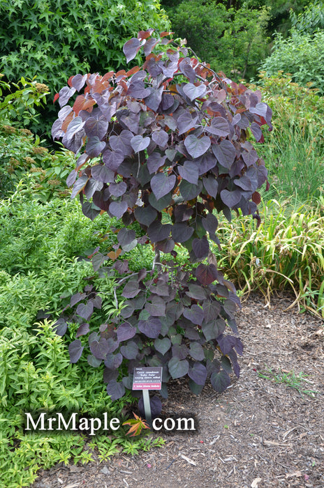 Cercis canadensis 'Ruby Falls' Weeping Red Redbud Tree
