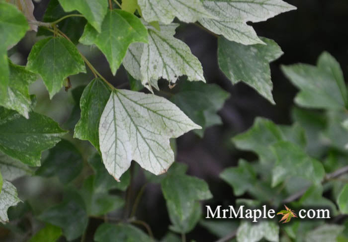 Acer buergerianum 'Wako nishiki' Variegated Trident Maple