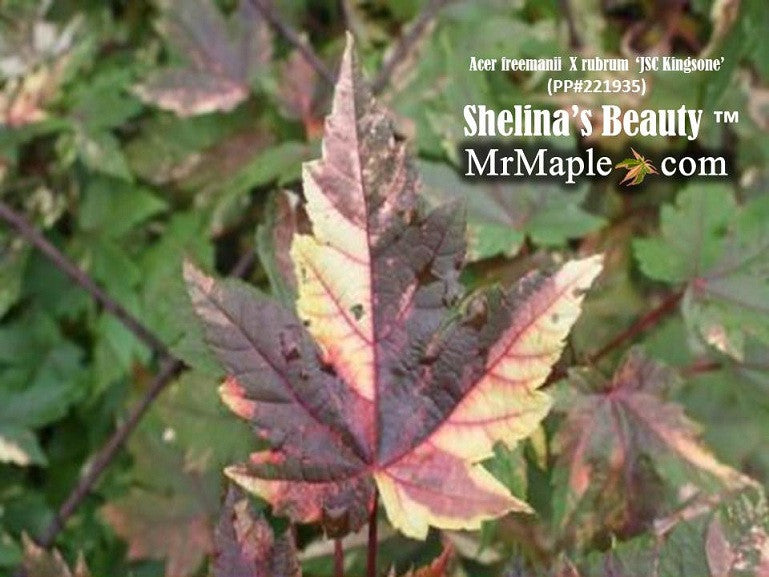 Buy Acer freemanii Shelina's Beauty Variegated Red Maple