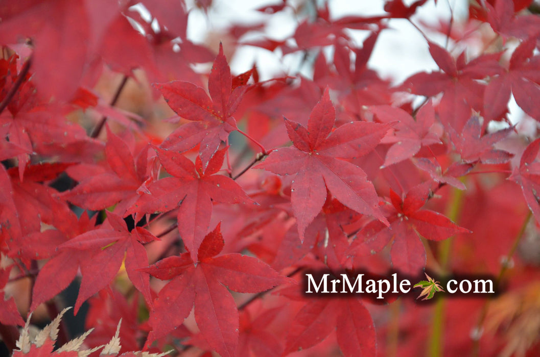 Acer palmatum 'Summer Sunset' Japanese Maple