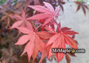 - Acer palmatum 'Emperor 1' Japanese Maple Tree - Mr Maple │ Buy Japanese Maple Trees