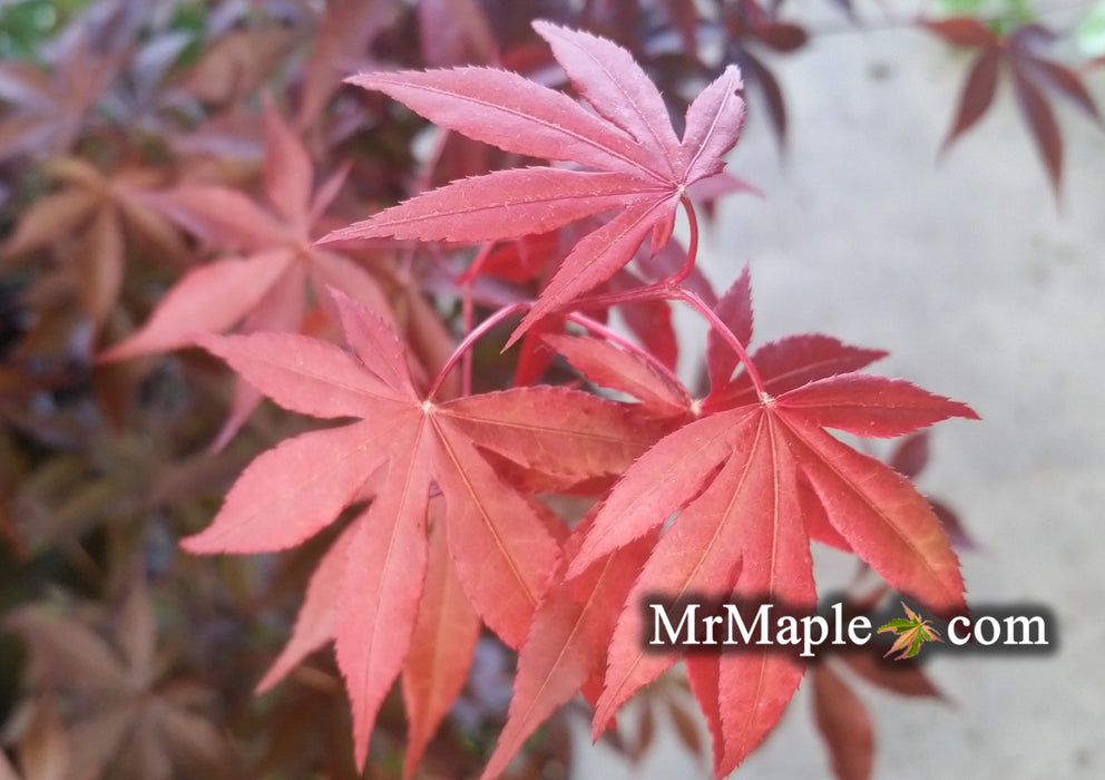 Acer palmatum 'Emperor 1' Japanese Maple Tree