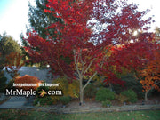 - Acer palmatum 'Emperor 1' Japanese Maple Tree - Mr Maple │ Buy Japanese Maple Trees