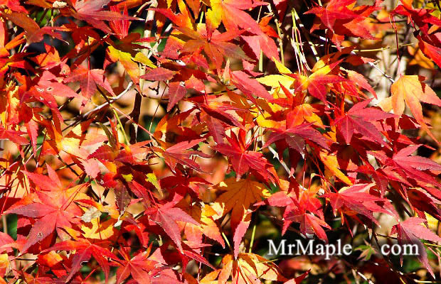 Acer palmatum 'Jiro shidare' Japanese Maple