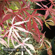 - FOR PICKUP ONLY | Acer palmatum 'Lileeanne's Jewel' Japanese Maple | DOES NOT SHIP - Mr Maple │ Buy Japanese Maple Trees