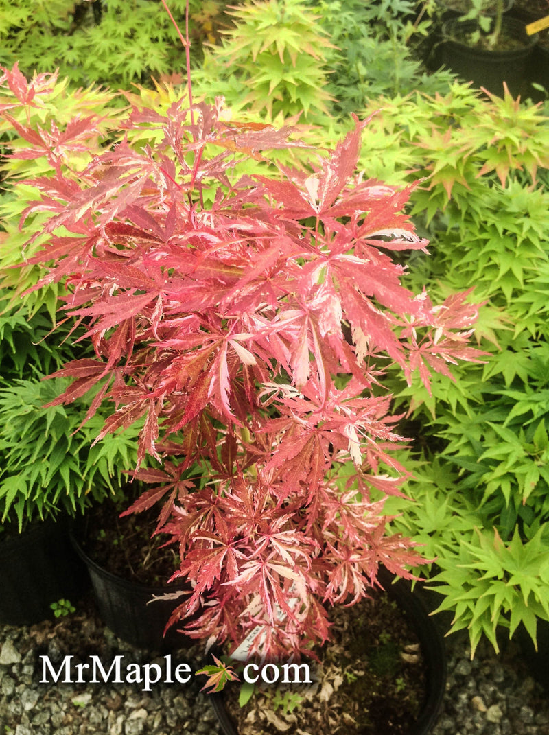 - FOR PICKUP ONLY | Acer palmatum 'Lileeanne's Jewel' Japanese Maple | DOES NOT SHIP - Mr Maple │ Buy Japanese Maple Trees