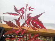 - Acer palmatum 'Lileeanne's Jewel' Japanese Maple - Mr Maple │ Buy Japanese Maple Trees