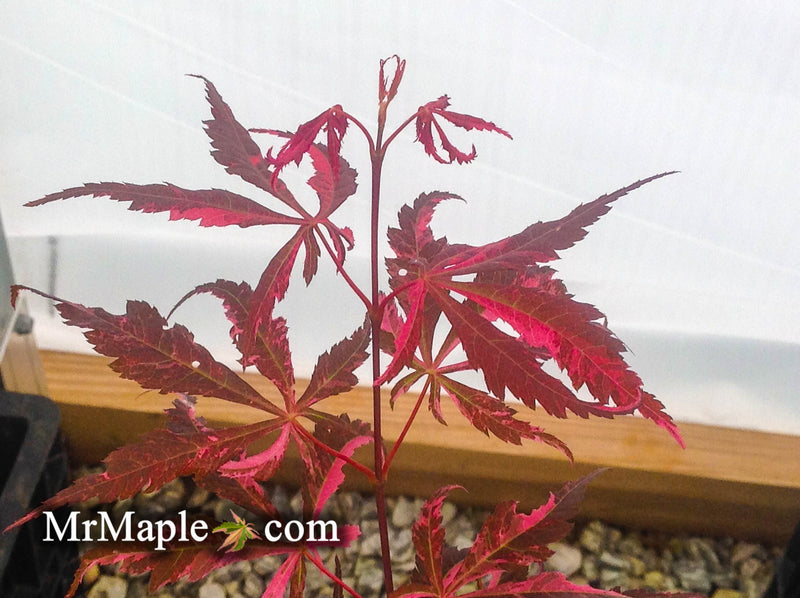 - FOR PICKUP ONLY | Acer palmatum 'Lileeanne's Jewel' Japanese Maple | DOES NOT SHIP - Mr Maple │ Buy Japanese Maple Trees
