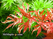 - Acer palmatum 'Lileeanne's Jewel' Japanese Maple - Mr Maple │ Buy Japanese Maple Trees