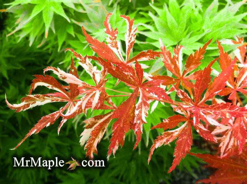 - FOR PICKUP ONLY | Acer palmatum 'Lileeanne's Jewel' Japanese Maple | DOES NOT SHIP - Mr Maple │ Buy Japanese Maple Trees