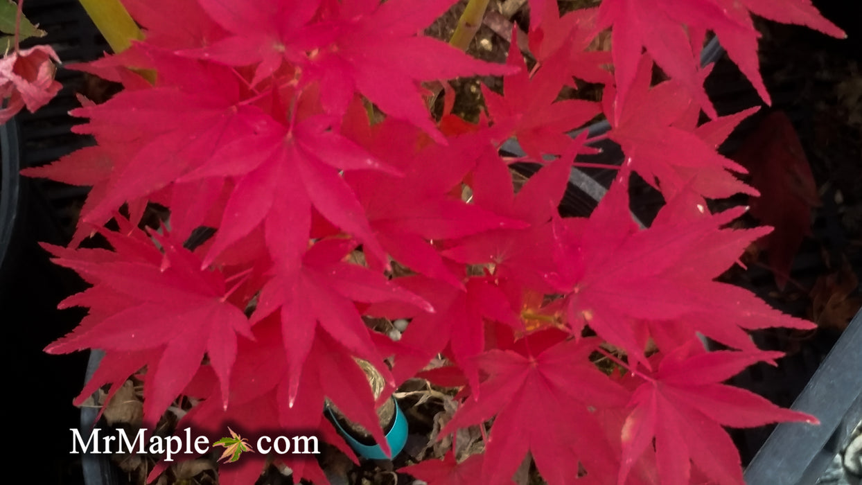 Acer palmatum 'Maiko' Dwarf Japanese Maple