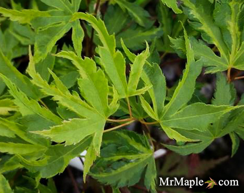 Acer palmatum 'Milky Way' Agina Japanese Maple