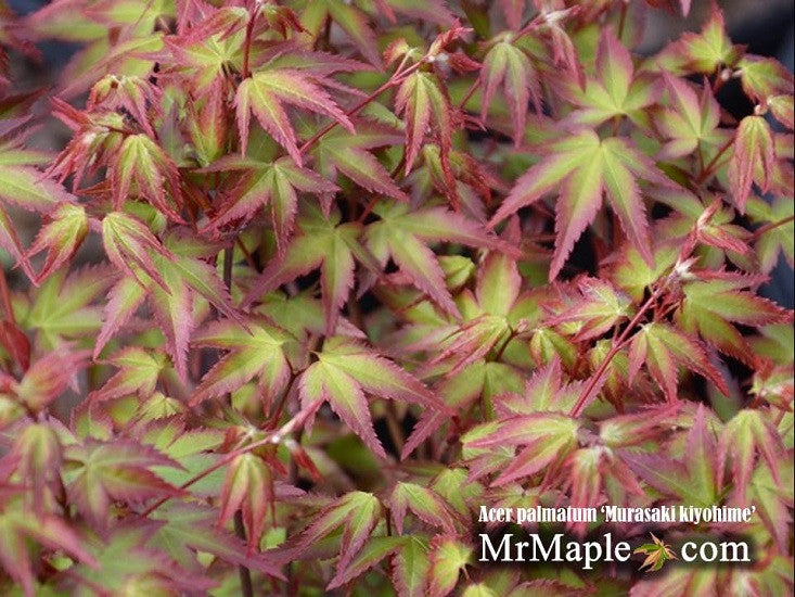 Acer palmatum 'Murasaki kiyohime' Dwarf Japanese Maple