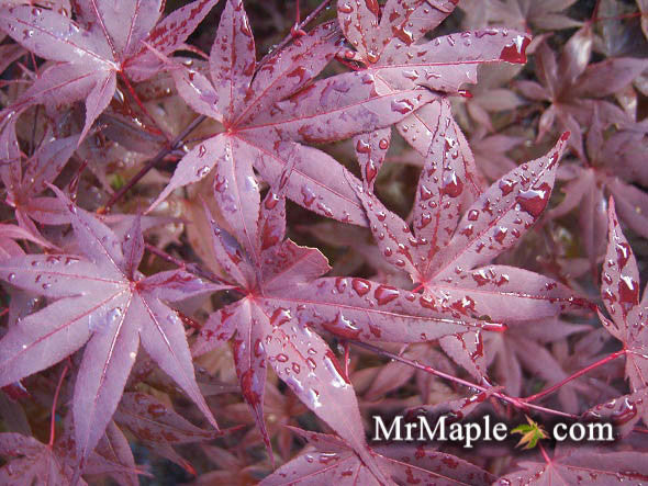 Acer palmatum 'Nuresagi' Japanese Maple