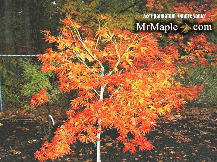 Acer palmatum 'Omureyama' Japanese Maple