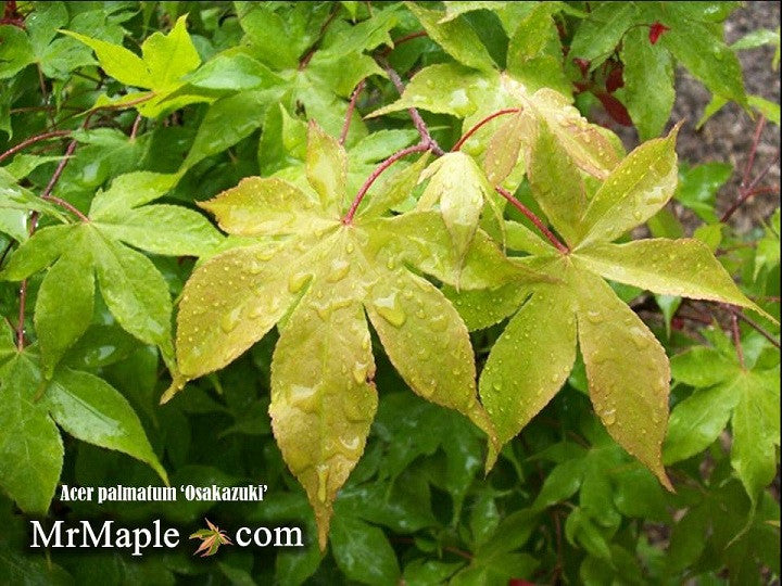 - Acer palmatum 'Osakazuki' Japanese Maple - Mr Maple │ Buy Japanese Maple Trees