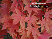 - Acer palmatum 'Osakazuki' Japanese Maple - Mr Maple │ Buy Japanese Maple Trees
