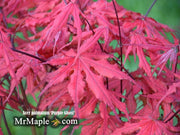 - FOR PICKUP ONLY | Acer palmatum 'Purple Ghost' Japanese Maple | DOES NOT SHIP - Mr Maple │ Buy Japanese Maple Trees