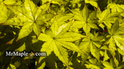 - Acer palmatum 'Summer Gold' Japanese Maple - Mr Maple │ Buy Japanese Maple Trees