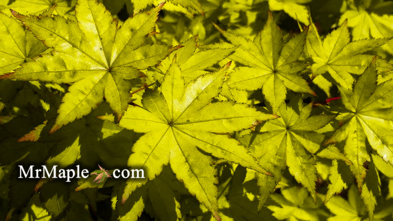 - Acer palmatum 'Summer Gold' Japanese Maple - Mr Maple │ Buy Japanese Maple Trees