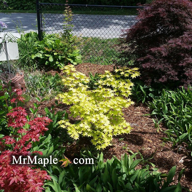 - Acer palmatum 'Summer Gold' Japanese Maple - Mr Maple │ Buy Japanese Maple Trees