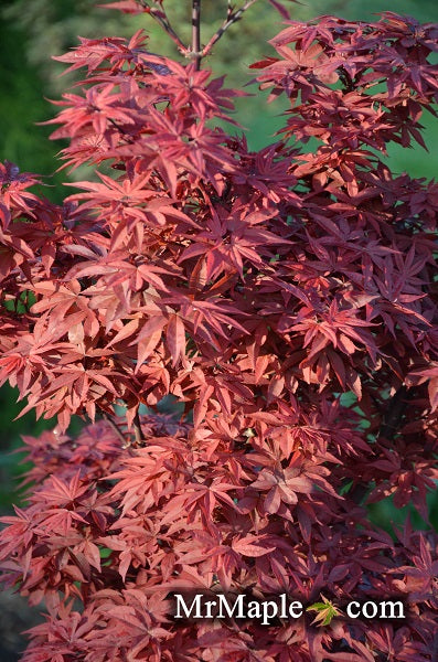 Acer palmatum 'Twombly's Red Sentinel' Columnar Japanese Maple