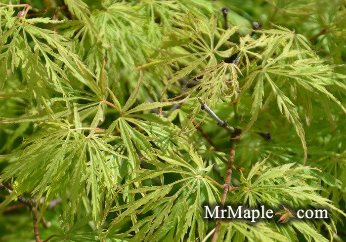 Acer palmatum 'Kiri nishiki' Weeping Japanese Maple