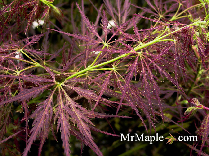 Acer palmatum 'Roseo marginatum'  Weeping Japanese Maple