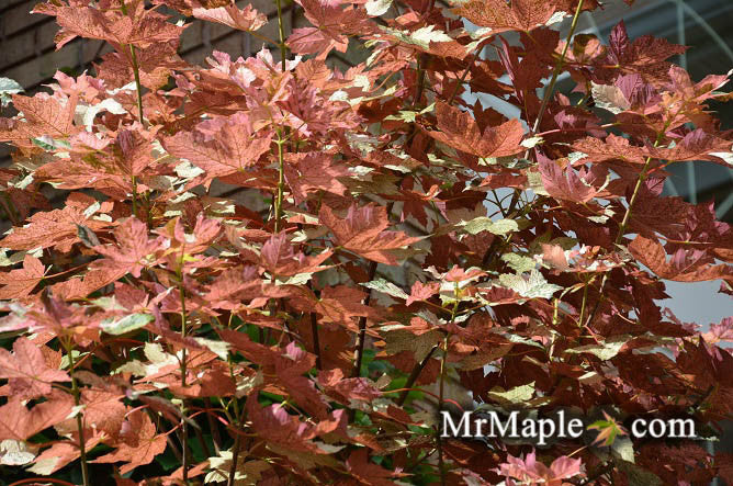 Acer pseudoplatanus 'Esk Sunset' Rare Variegated Eskimo Sunset Maple