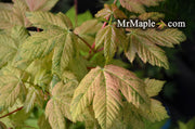 - Acer pseudoplatanus 'Esk Sunset' Rare Variegated Eskimo Sunset Maple - Mr Maple │ Buy Japanese Maple Trees