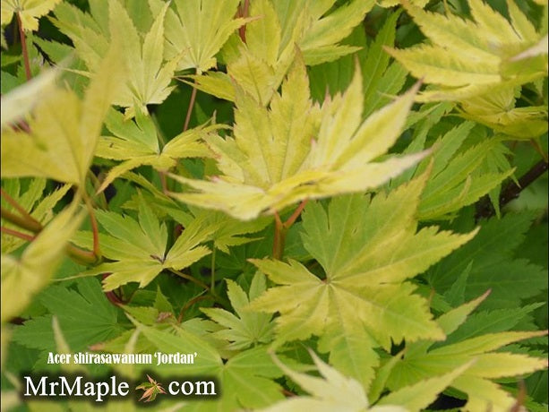 - Acer shirasawanum 'Jordan' Golden Full Moon Japanese Maple - Mr Maple │ Buy Japanese Maple Trees