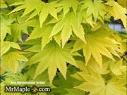 - Acer shirasawanum 'Jordan' Golden Full Moon Japanese Maple - Mr Maple │ Buy Japanese Maple Trees