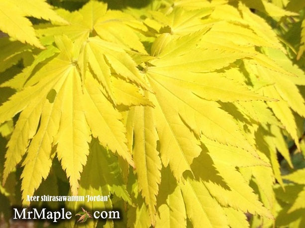 - Acer shirasawanum 'Jordan' Golden Full Moon Japanese Maple - Mr Maple │ Buy Japanese Maple Trees