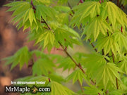 - Acer shirasawanum 'Jordan' Golden Full Moon Japanese Maple - Mr Maple │ Buy Japanese Maple Trees