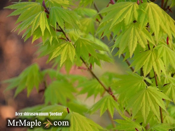 - Acer shirasawanum 'Jordan' Golden Full Moon Japanese Maple - Mr Maple │ Buy Japanese Maple Trees