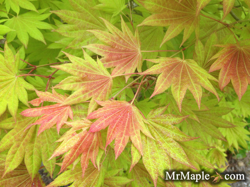 - FOR PICKUP ONLY | Acer shirasawanum Moonrise™ Full Moon Japanese Maple | DOES NOT SHIP - Mr Maple │ Buy Japanese Maple Trees