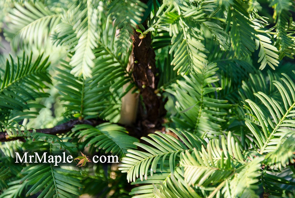 Metasequoia glyptostroboides 'Swamp Thang' Dawn Redwood