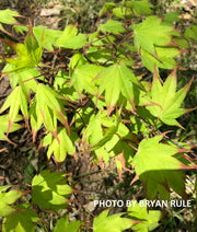 - Acer palmatum 'Tsuma gaki' Japanese Maple - Mr Maple │ Buy Japanese Maple Trees